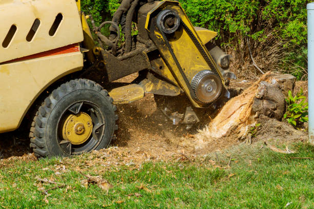 Artificial Turf Installation in Oildale, CA